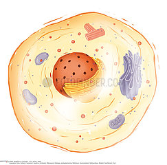 ANIMAL CELL Illustration