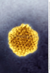 Adenovirus