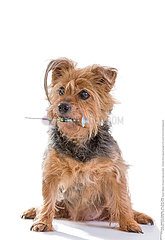 Concept of dog vaccination : Yorkshire Terrier dog and syringe in his mouth against white background