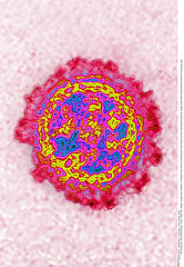 Influenza virus
