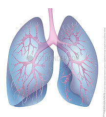 LUNG  DRAWING