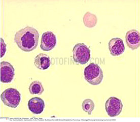 Red blood cells production
