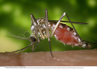 Aedes triseriatus