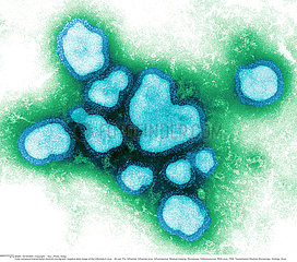 Influenza A virus