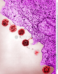 Human herpes virus-6
