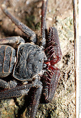 Tailless Whip-Scorpion