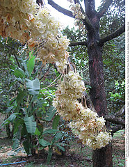 Durian flowers