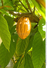 Cacao tree