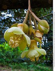 Durian flowers