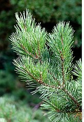 Scots pine