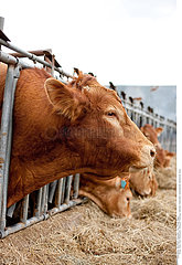 Cattle