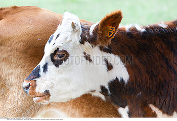 Cattle breeding