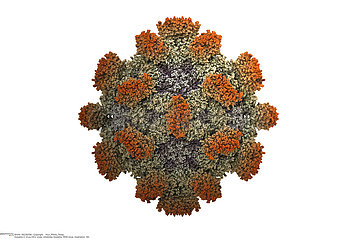 Virus de l'hépatite E