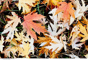 Dead leaves