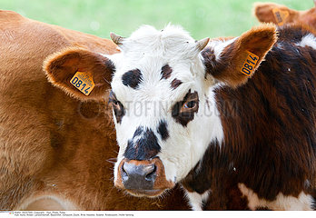 Cattle breeding