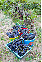 Grape harvest