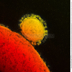 MERS coronavirus