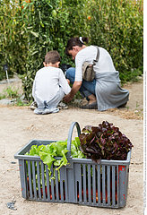Reportage_162 Direktvermarktung Gemüse /Picking self service