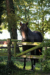 Gestuet Westerberg  Pferd steht aufmerksam am Tor seines Paddocks