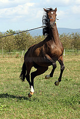 Bubenheim  Pferd springt auf der Weide am Fuehrstrick erschrocken nach vorn