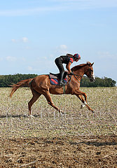 Gestuet Westerberg  Maedchen reitet auf ihrem Pferd ueber ein Stoppelfeld