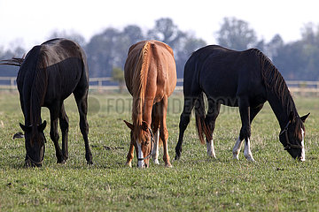 Gestuet Graditz  Pferde grasen auf einer Weide
