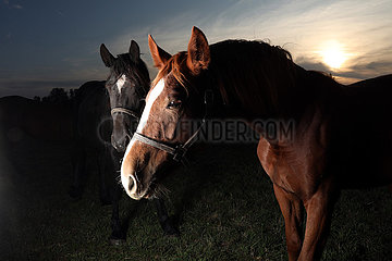 Gestuet Graditz  Pferde am spaeten Abend auf der Weide