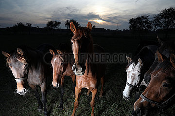Gestuet Graditz  Pferde am spaeten Abend auf der Weide