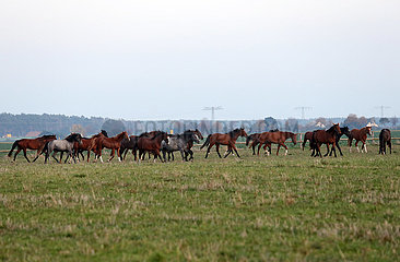 Gestuet Graditz  Pferde im Trab auf einer Weide