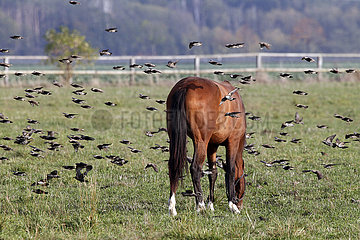 Gestuet Graditz  Vogelschwarm fliegt an einem grasenden Pferd vorbei