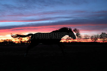 Neuenhagen  Silhouette: Pferd bei Morgendaemmerung im Galopp auf einer Koppel