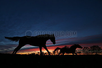 Neuenhagen  Silhouette: Pferde bei Morgendaemmerung im Galopp auf einer Koppel
