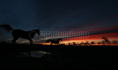 Neuenhagen  Silhouette: Pferde bei Morgendaemmerung im Galopp auf einer Koppel