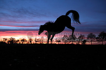 Neuenhagen  Silhouette: Pferd buckelt bei Morgendaemmerung auf einer Koppel