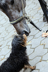 Neuenhagen  Pferd und Hund beschnuppern sich