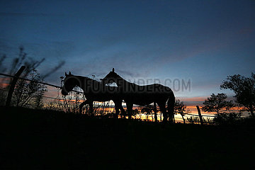 Neuenhagen  Silhouette: Pferde bei Morgendaemmerung auf einer Koppel