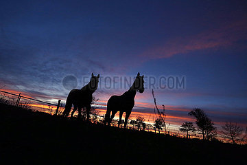Neuenhagen  Silhouette: Pferde stehen bei Morgendaemmerung auf einer Koppel