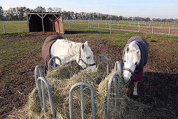 Muenchehofe  Pferde fressen im Winter aus einer Rundballen-Heuraufe