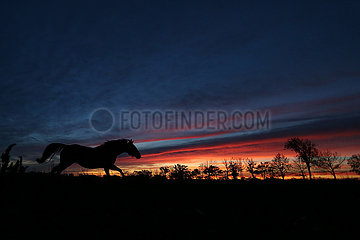 Neuenhagen  Silhouette: Pferd bei Morgendaemmerung im Galopp auf einer Koppel
