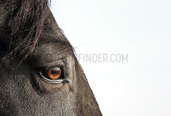 Muenchehofe  Auge eines Pferdes