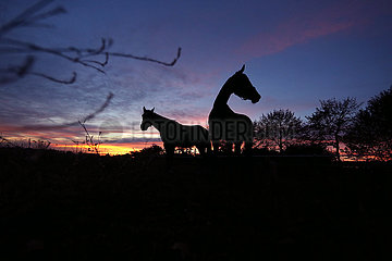 Neuenhagen  Silhouette: Pferde stehen bei Morgendaemmerung auf einer Koppel