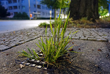 Berlin  Deutschland  Gras waechst aus einem Kanaldeckel