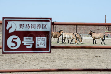 CHINA-XINJIANG-Przewalskipferde-Breeding (CN)