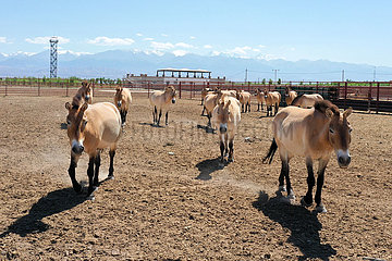CHINA-XINJIANG-Przewalskipferde-Breeding (CN)