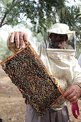 Dubai  Vereinigte Arabische Emirate  Imker zeigt eine Wabe seines Bienenvolkes