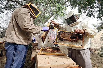 Dubai  Vereinigte Arabische Emirate  Imker kontrollieren auf einer Farm ihre Bienenvoelker