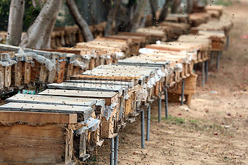 Dubai  Vereinigte Arabische Emirate  Bienenbeuten auf einer Farm