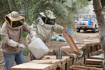 Dubai  Vereinigte Arabische Emirate  Imker kontrollieren und fuettern auf einer Farm ihre Bienenvoelker