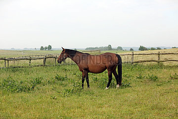 Gestuet Goerlsdorf  Pferd steht allein auf einer fetten Weide