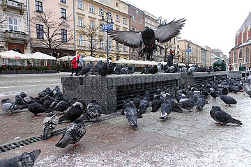 Krakau  Polen  Taubenplage in der Innenstadt